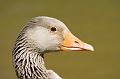 Greylag Goose